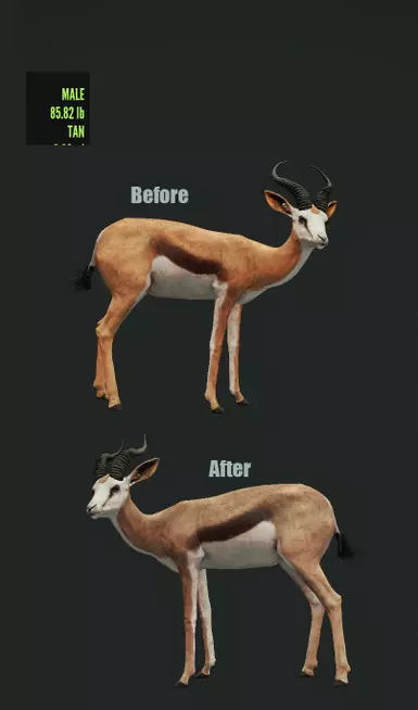 Tan Springbok