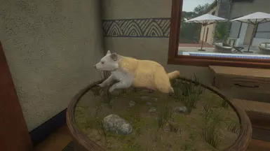 Blonde 'Piebald' Albino (Technically rare albino phenotype.)