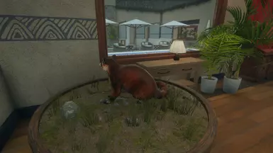 Erythristic Red Raccoon