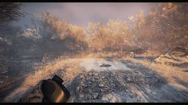 Medved Taiga Morning