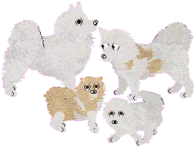 American Eskimo