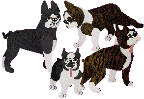 Boston Terrier