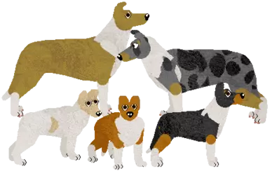 Smooth Collie
