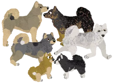 West Siberian Laika