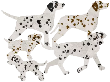 Dalmatian