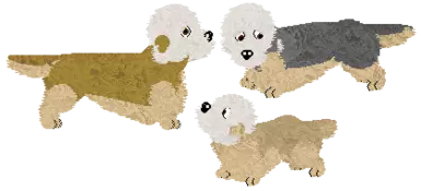 Dandie Dinmont Terrier