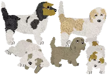 Grand Basset Griffon Vendeen