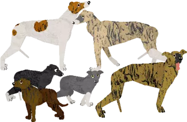 Greyhound