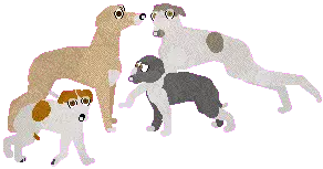 Italian Greyhound