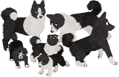 Karelian Bear Dog