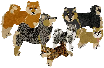 Shiba Inu