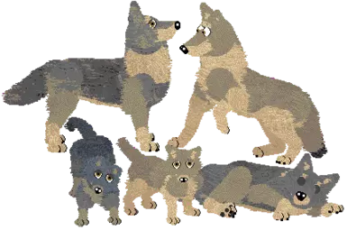 Czech Wolfdog