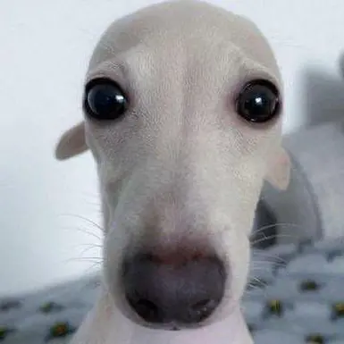 Stupid ass dog