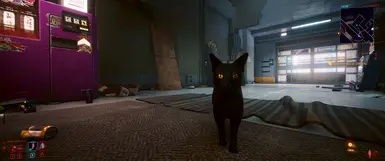 concept (pure black fur, spoky yellow eyes)