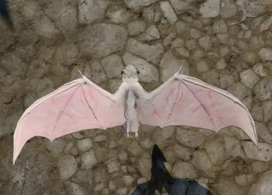 Albino