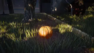 Pumpkin in the garden.