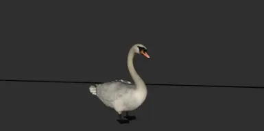 Before - Ducks and Swans 2