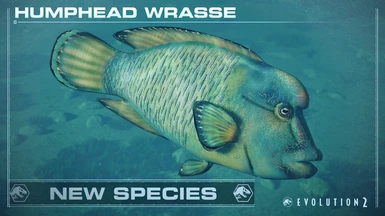 Humphead Wrasse - New Species (1.5)