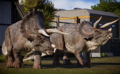 Triceratops (JP)