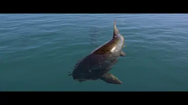 Swimming is nice!