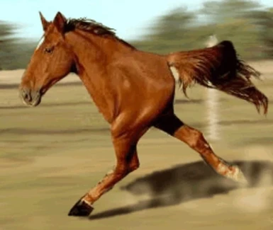 Horses Can Run