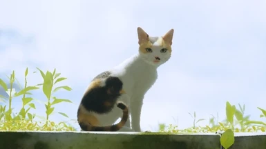 Biscuit Cat