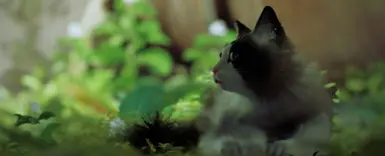 Atherton the Ragdoll