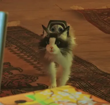 Atherton the Ragdoll