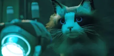 Atherton the Ragdoll