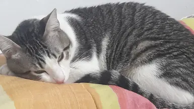 Romeo IRL :)