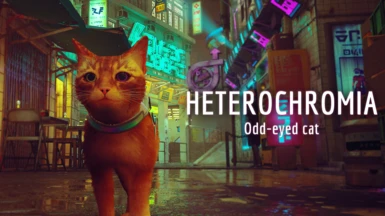 Heterochromia cat