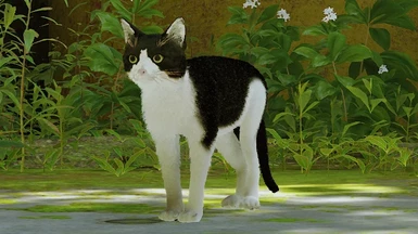 Tuxedo Cat (Based on my real cat)