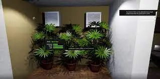 All weed strains reduced growing time