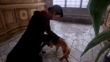Orange Cat
