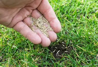 Seeds from grass
