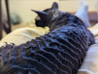 Hairwork inspired by Nori - the Ural's cat