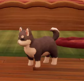 Grey Shiba