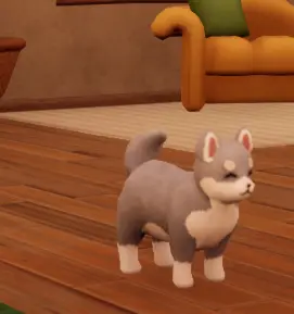 Light Grey Shiba
