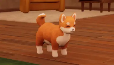 Orange Shiba