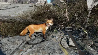 Churchill the Fox