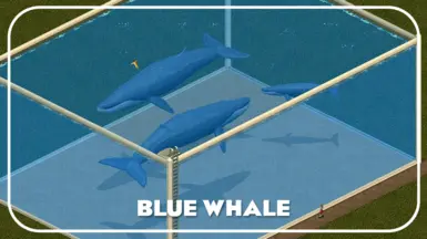 Blue whale (New species)