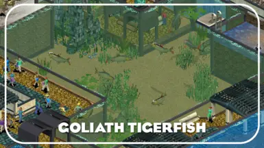 Goliath Tigerfish (New Species)