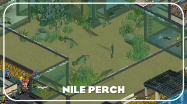 Nile Perch