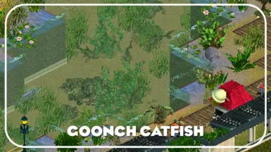 Goonch Catfish