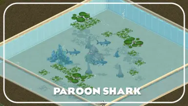 Paroon Shark (New Species)