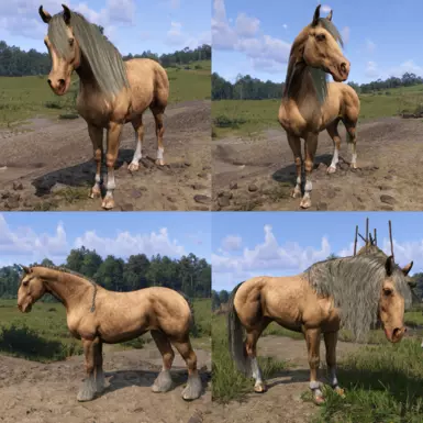 Palomino