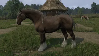 Shlamlak - Noble - Braid
