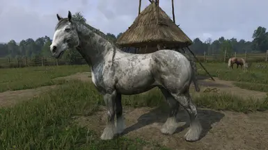 Svadilfari - Noble - Braid