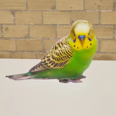 green budgerigar