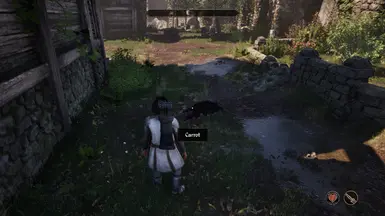 Rat